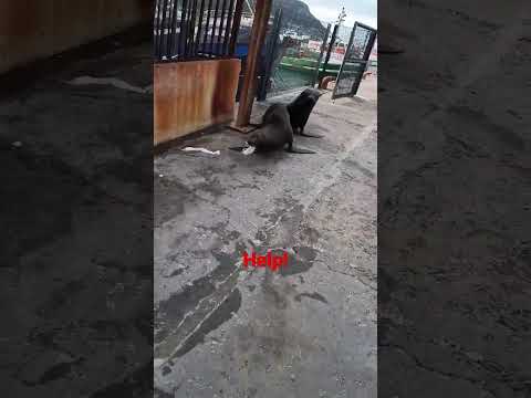 seal lion goes crazy #shorts #animals