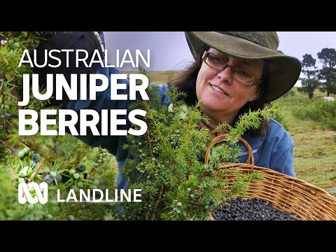 Research backs Australian-grown juniper berries to support nation's gin industry | ABC Landline