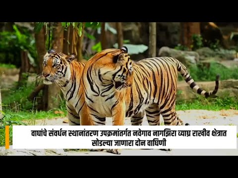 Navegao Nagzira Tiger Project Gondia । नवेगाव नागझिरा व्याघ्र प्रकल्प गोंदिया ।