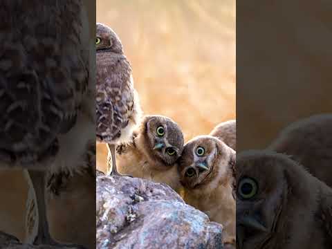 Feeling the Beat 🦉 #Owls #Birds #Wildlife #CuteAnimals