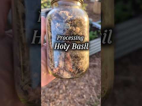 How I process my Holy Basil! #teagarden #texasgardeners #holybasil