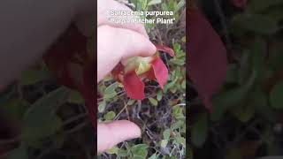 New England Pitcher Plants! #carnivorousplants #newengland