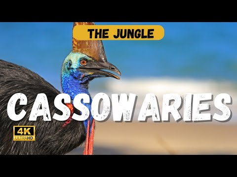 The Wild History of Cassowaries: Nature's Living Dinosaurs!