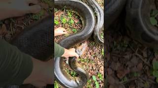 I yoinked a huge anaconda! #snake#wildlife#nature#crazy#funny#educational#animals#shorts#adventure