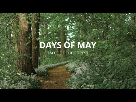 Lush Green Life | Cloud Timelapses | # 16