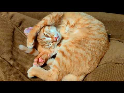 Cute Cats, Dopey Dogs, Funny Animals and MORE | 1 HOUR | Funny Pet Videos 2024