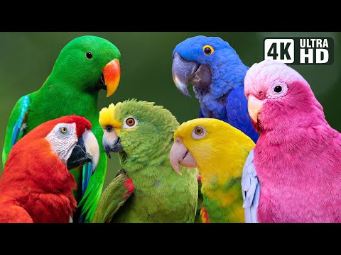 MOST COLORFUL PARROTS ON EARTH | AMAZING BIRDS | RELAXING SOUNDS | STUNNING NATURE | STRESS RELIEF