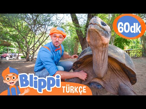 Blippi Bir Hayvanat Bahçesini Ziyaret Ediyor | Blippi Türkçe - Çocuklar için Eğitici Videolar