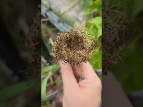 How to get seeds from your carrots for replanting every year! #carrots #seedsaving #gardening