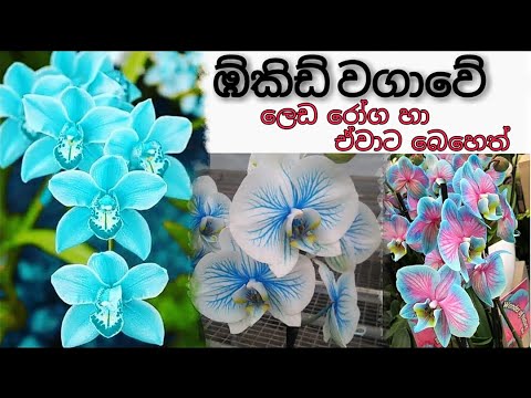 ඹ්කිඩ් මල්  වගාවේ රෝග  හා බෙහෙත්  (Orchid )