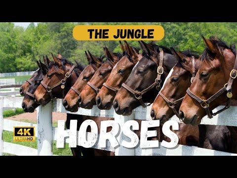 The History of the Horse: A Timeless Journey