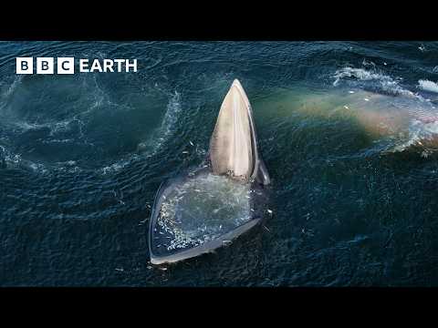 Top 5 Whale Scenes | BBC Earth