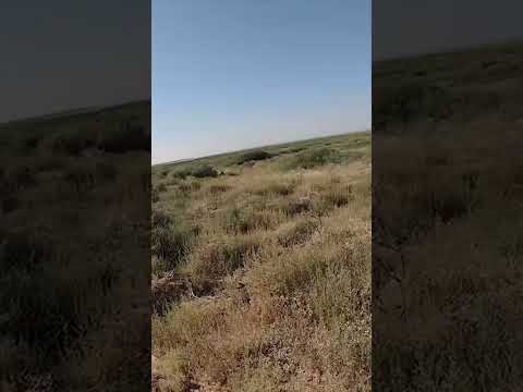 Epic spot and stalk mule deer hunt in the desert with a bow