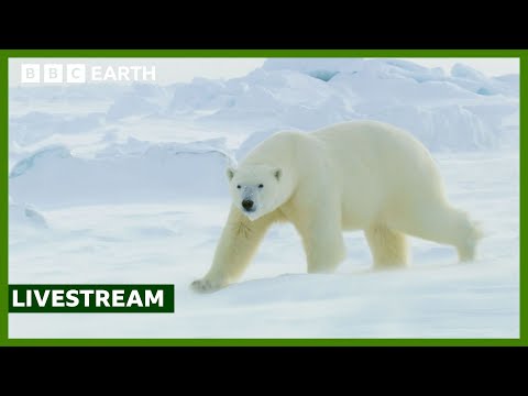 🔴 LIVE: A Winter Wildlife Wonderland | BBC Earth