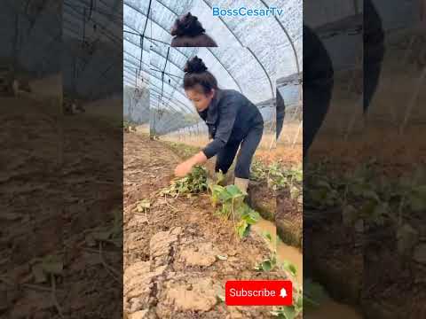 Strawberry Farming #agriculture #satisfying #farming #farmigtips #shorts