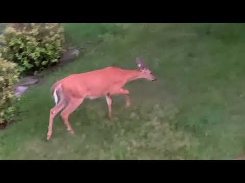 Doe in our yard on July 4,2023