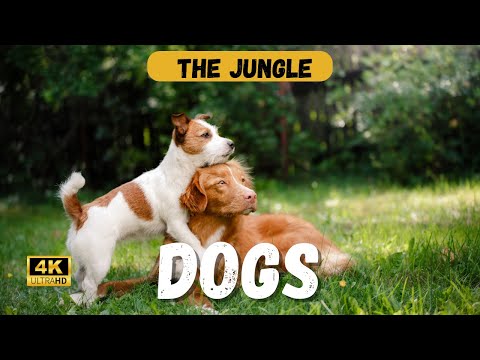 The Pawsome Journey: Dogs Through Time