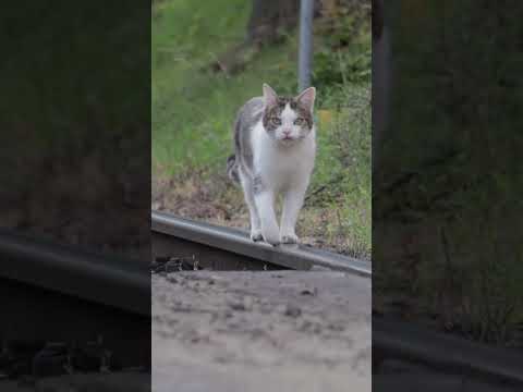 The Railway Cat