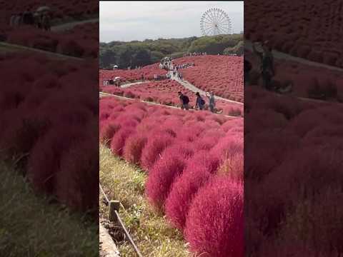 ひたち海浜公園コキア#ひたち海浜公園#コキア