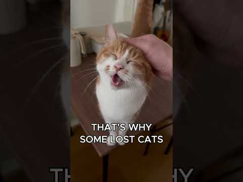 How Cats Find Their Way Home #catfacts #catscience #slowmotion #catrunner #lostcat #cutecat #purring