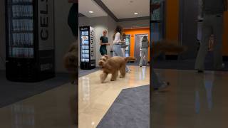 Brodie visits Celsius HQ! #celsiuslivefit #celsiusbrandpartner #goldendoodle #reaction