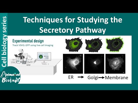 Techniques for Studying the Secretory Pathway | VSVG GFP localization | vesicular trafficking