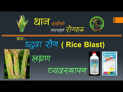 धानको डढुवा रोग Rice Blast Disease | लक्षण पहिचान र व्यवस्थापन Symptoms and Management|नेपाली Nepali