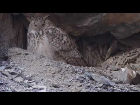 Himalayan Eagle Owl (Bubo. b. hemachalana)