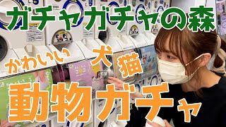 おすすめ動物ガチャ紹介します！"ガチャガチャの森"大人ガチャ