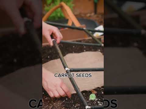 Carrot Germination Tip