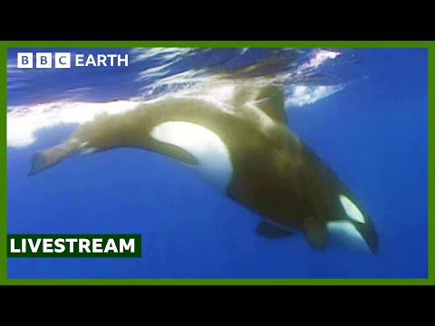 🔴 LIVE: Unbelievable Orca Moments | BBC Earth