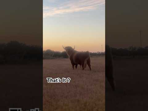 Must be Low-T. #ranch #barnyard #farmandranch #cowvideo #cowcows #countrylife #farms #cowsofig