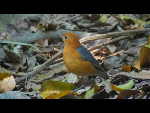 Orange Ground Thrush (Geokichla gurneyi)