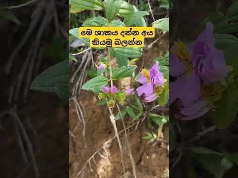 දන්න අය කියමු බලන්න මොකක්ද මෙ ශාකය  #trending#viral#shorts