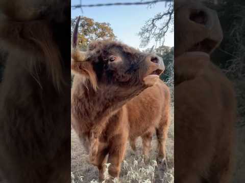 Herd Care. #countrylife #ranch #cowvideo #cowcows #horsefan #highlandcows #cowsarecool #barnyard