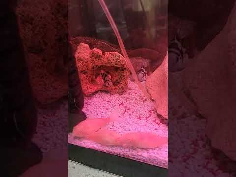 New tank baby blue parrot fish ob peacock group if you like sub thankyou all to subs new and old 💯 ❤