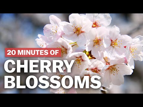 20 Minutes of Cherry Blossoms