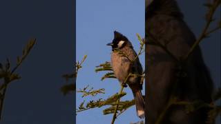 White-Cheeked Beauty Spotted! #wildlife #nature #birds #himalayanbeauty #wow #youtubeshorts #shorts