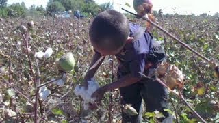 Cotton exporters force child labor