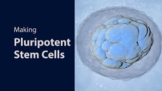 Making Pluripotent Stem Cells