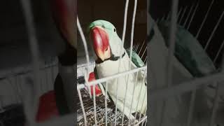 #parrot #parrottalking #animals #birds #manuvlogs #cartoon #tunistorytvtunichidiyawala #