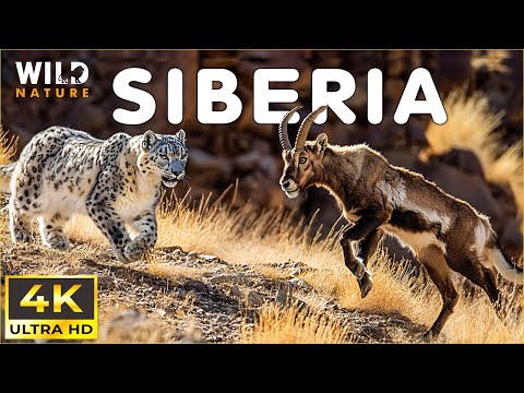 WILD SIBERIA | Survival Secrets of the Frozen Wilderness | Animal documentary