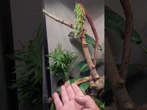 rango is getting great at the hand feeding he loves his locust on a morning