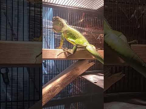 my baby iguana getting so big meet clide please sub and like appreciated