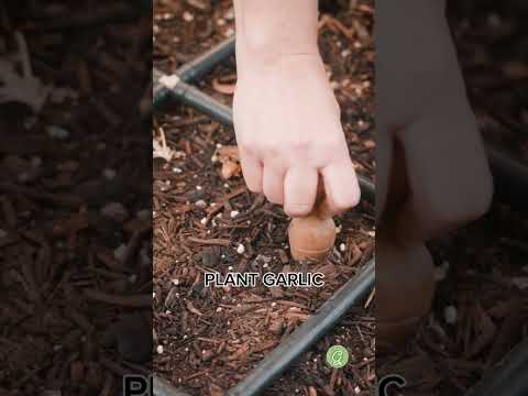 How to plant GARLIC