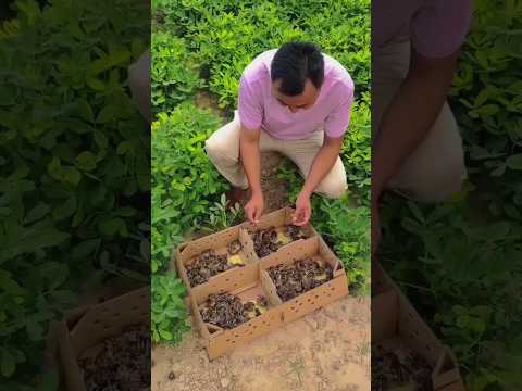 China's Smart Farming Hack! 🐦🌾 No Pesticides Needed! 😲