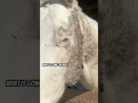 What a mess! #horsefan #horseenthusiast #funnyanimalvideo #farms #horsey #farmanimal #horseshow