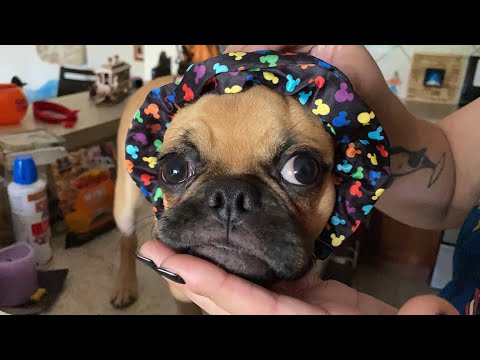 Ben Solo (puggle puppy) Compilation Part 2