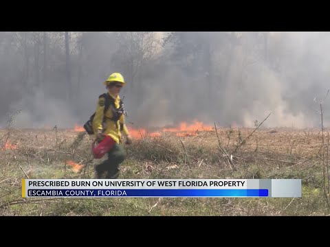 Florida Forest Service conducts prescribed burn, reducing wildfire risk and benefitting native speci