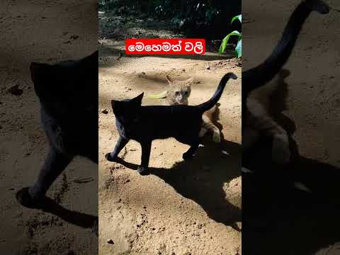 මෙහෙමත් වලි #trending#viral#shorts